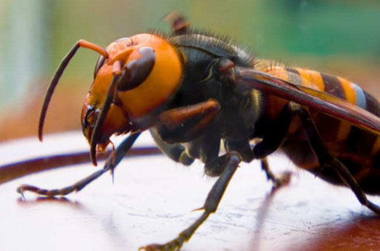 Close up of giant hornet Vespa mandarinia japonica