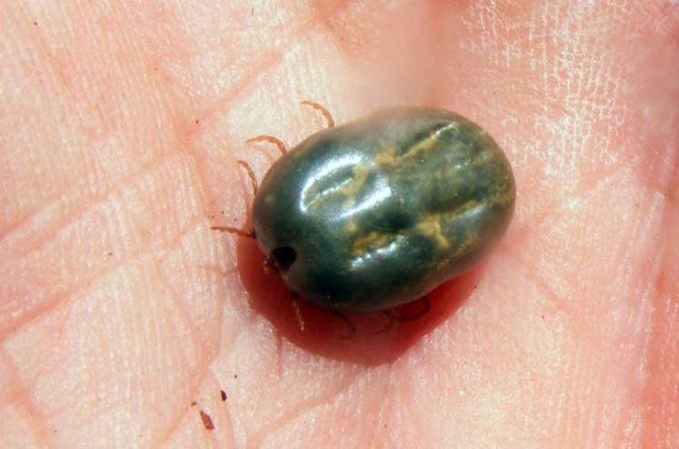 close up picture of a live cattle fever tick