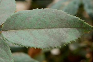 Leaf discoloration from chilli thrips damage
