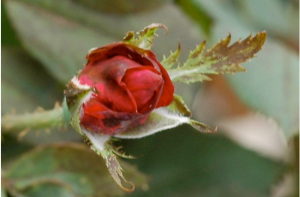 Chilli thrips damage to rose bud