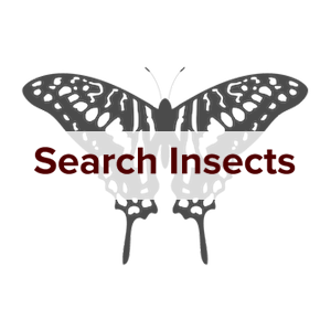 insectsearch5