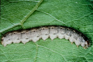 Figure 11. Black cutworm. 