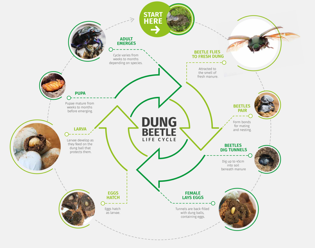 2017 Dung Beetle Innovations.