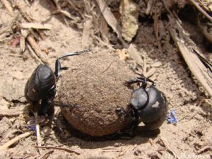 Dung beetles rolling a dung ball (Canthon sp., Welder Wildlife Refuge, Texas).