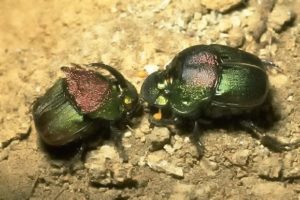 Rainbow scarabs, genus Phanaeus. Photo credit: Bart Drees.