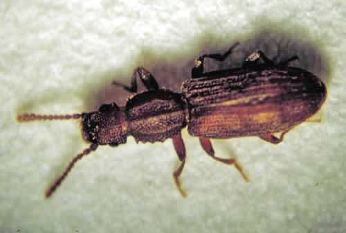 Sawtoothed grain beetle. Photo credit: Patrick Porter.