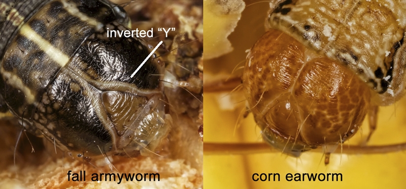 Prominent inverted “Y” suture on the head of fall armyworm, and the relatively unpronounced suture on the corn earworm. Photo by Pat Porter