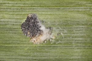 Fall armyworm eggs 12 hours from hatch