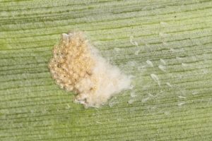 Fall armyworm eggs 20 hours from hatch