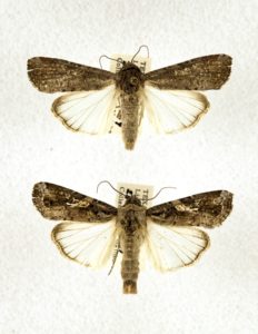Caption: Fall armyworm female (top) and male (bottom). Photo by Ed Bynum and Pat Porter.