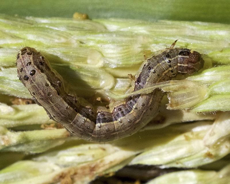 Fall armyworm larva showing the four dark spots at the end of the abdomen (left) and striping on the upper half.