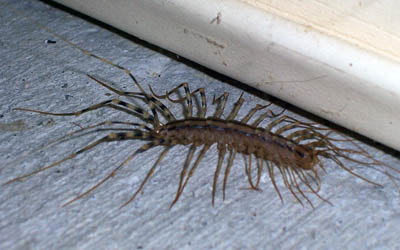 house centipede (Photo by Peggy Lawson).