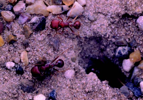 Red harvester ants on ground