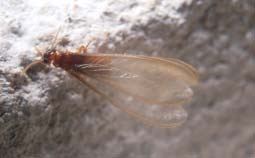 Figure 2. Swarmer Formosan termite