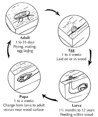 Typical wood-boring beetle life cycle
