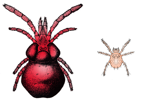 adult chigger, left, and chigger larva, right
