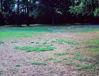Chinch bug damage to a St. Augustinegrass lawn. 