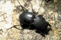 A ground beetle, Pasimachus sp. (Coleoptera: Carabidae).