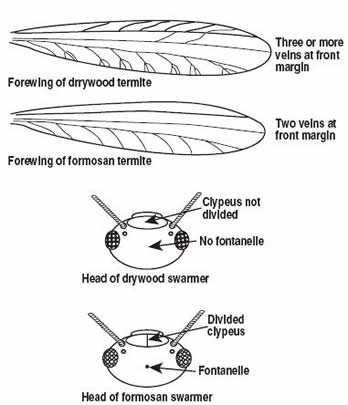 Figure 3. How to distinguish Formosan and drywood termites.