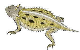 Horned Lizard illustration in color