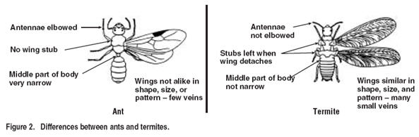 Figure 2. Differences between Ants and Termites