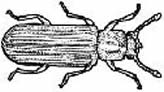 Typical length of powderpost beetle adult (4-6 mm)