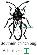 Actual size of southern chinch bug