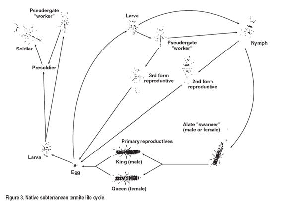 Figure 3. Native subterranean termite life cycle