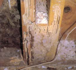 Figure 7. Formosan termite-produced carton nest in a wall.