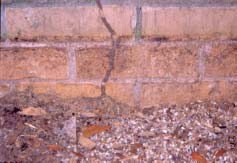 Figure 4a. Termite shelter tubes on foundation wall.