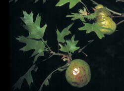 Galls caused by the oak apple wasp on red oak.