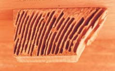 Figure 5. Typical wood damage by subterranean termites