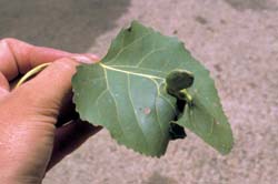 Leaf pocket gall on cottonwood.