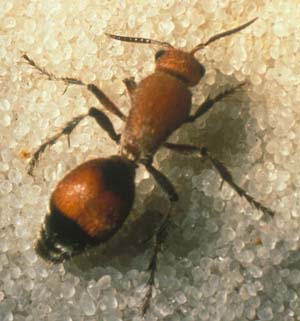  Figure 2. Another species of “velvet ant” (Hymenoptera: Mutillidae)