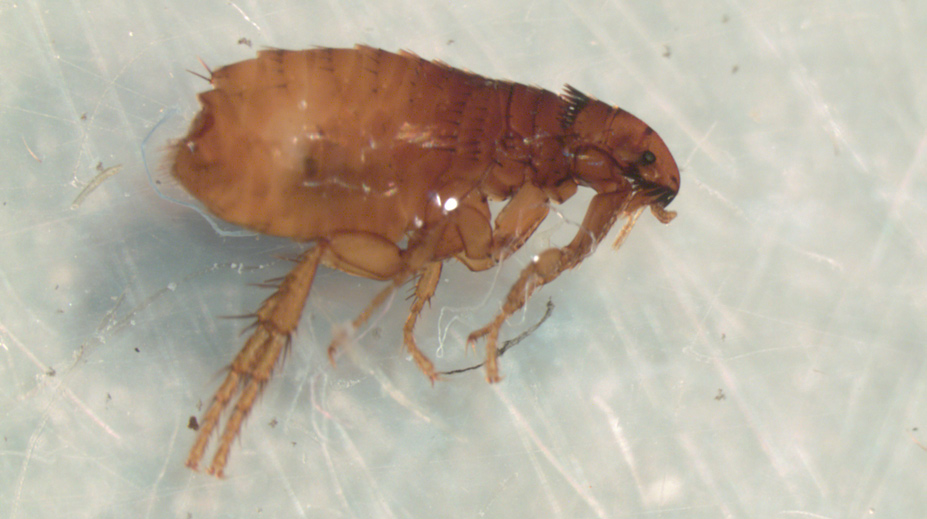 Adult Flea