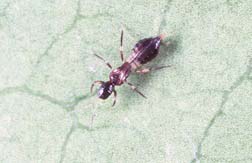 adult thrips