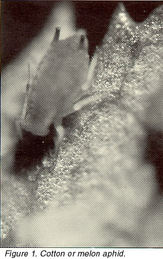 Figure 1. Cotton or melon aphid