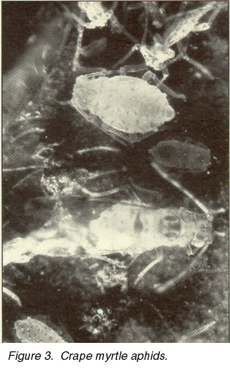 Figure 3. Crape Myrtle Aphids
