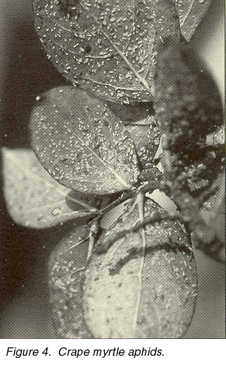 Figure 4. Crape Myrtle Aphids