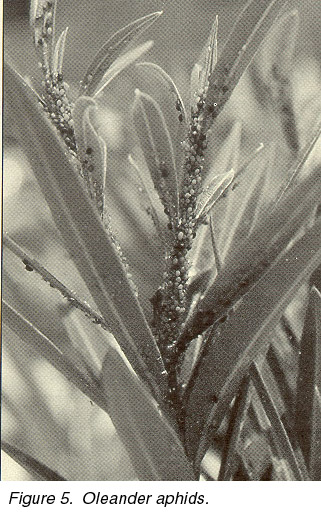Figure 5. Oleander Aphids