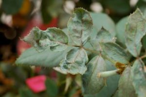 Chilli thrips damage on rose foliage