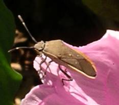Largus Bug