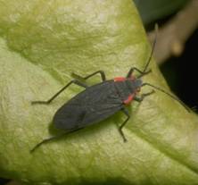 Redshouldered bug. Photo by Drees