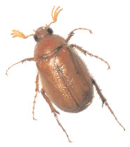May or June beetle