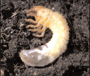  Figure 3. Turfgrass-infesting white grub larvae feeding on grass roots. Grubs are most damaging when they reach a length of 1⁄2- to 1-inch.