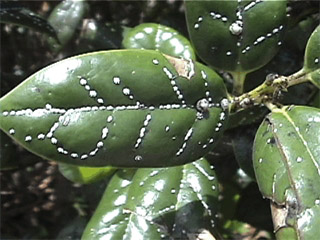 Fig 1. Florida wax scale infested leaf