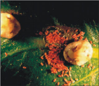 Fig. 2 Eggs from adult female scale crawlers