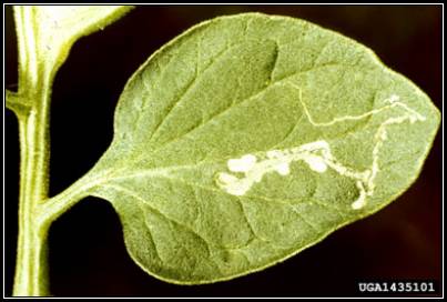 Figure 2.Liriomyza spp. feeding damage. Photo credit: Alton N. Sparks, Jr., The University of Georgia, www.forestryimages.org