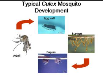 Culex mosquito development