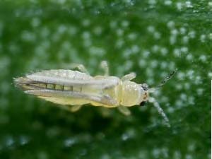Adult chilli thrips